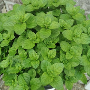 Minted MINTS - Eau - de - cologne Minze Stecker Pflanze 3 cm - erdefreier Bio Minze Mentha Stecker Pflanzen, Kräuter, Getränke und Küche, Kochen