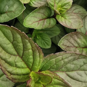 Minted MINTS - Red pea mint  plug plant 3cm - soil free  organic hydroponic mentha plants, drinks and cuisine, cookery