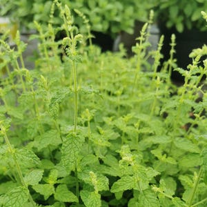 Minted MINTS - Strawberry mint  plug plant 3cm - soil free cultured mint plug plants, herbs,flavoured drinks and cuisine, cookery