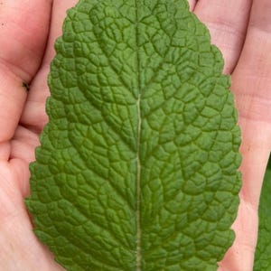 Minted MINTS -  Grande rouge  mint   plug plant 3cm - soil free  organic hydroponic , herbs,drinks and cuisine, cookery