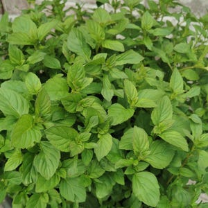 Minted MINTS - Lime  mint  plug plant 3cm - soil free cultured mint plug plants, herbs,flavoured drinks and cuisine, cookery