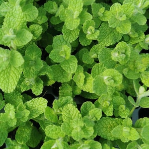Minted MINTS -  Jokka mentha mint plug plant 3cm - soil free  organic hydroponic mint plants, drinks and cuisine, cookery