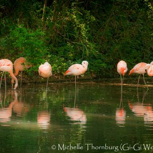 Chilean Pink Flamingo Greenville Zoo SC Digital Download Printable Art Poster