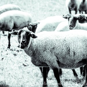 Sheep North Carolina Mountains Digital Download Printable Art Poster