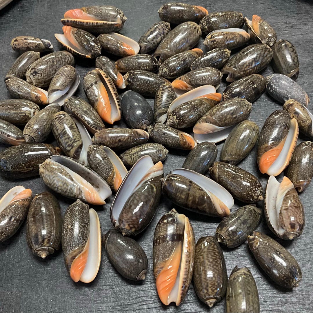 1.1 Lb. (1/2 Kg) Dark Olive Shells for Shell Art and Crafts DIY ...