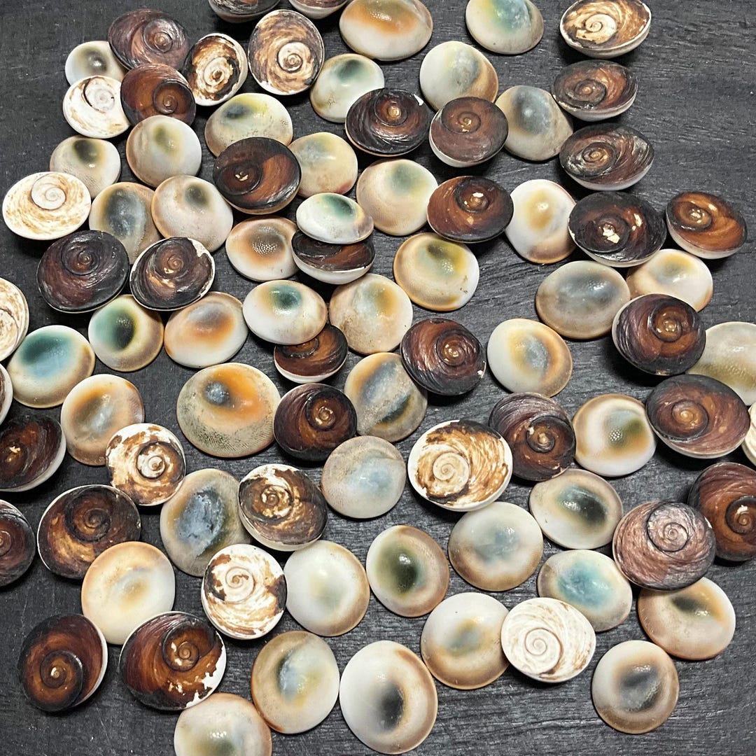 Cat Eye Shells (1.1 Lb / 1/2 Kg): Coastal DIY Craft Supply - Etsy