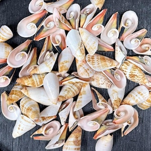 May include: A collection of seashells with a variety of shapes and colors. The shells are primarily white, tan, and pink, with some featuring spiral designs. The image is a close-up shot, showcasing the intricate details of the shells.