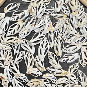 May include: A collection of small, white, intricately shaped seashells with a delicate, openwork design. The shells have a natural, organic appearance, with some showing subtle tan and cream hues. The arrangement is dense, creating a textured surface.