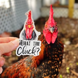 What the Cluck? | Rooster Sticker | Chicken Decal | Roo Decal | Chicken Stickers | Chicken Lovers | Farmhouse