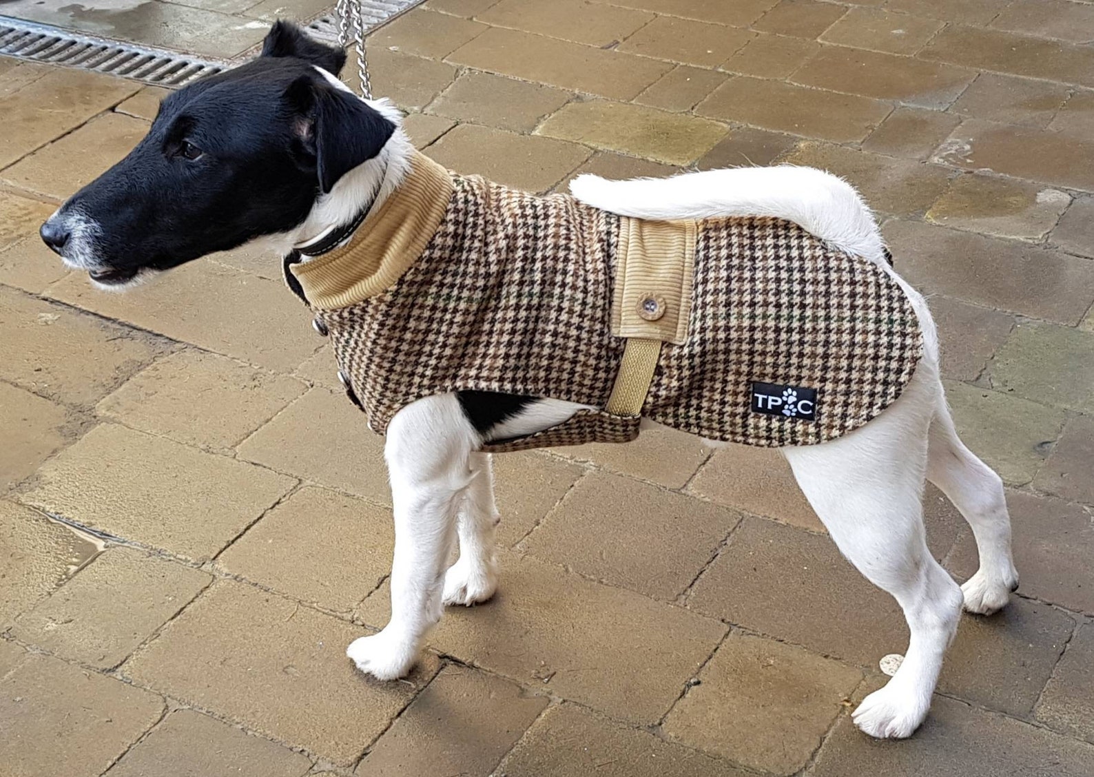 Dog Padded Coat. Dog Waterproof Coat. Dog Walking Jacket. Etsy