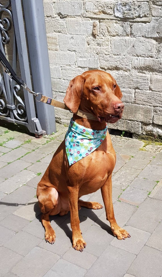 dog neckerchief collar