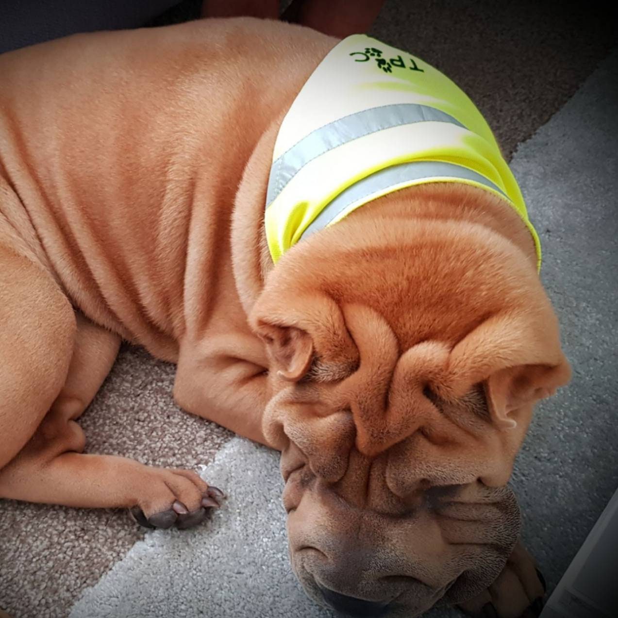 Holly Luxury Satin Sharpei Holly Luxury Satin Sharpei
