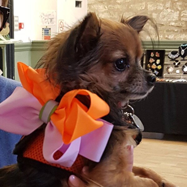 Dogs giant grosgrain ribbon neck bow.