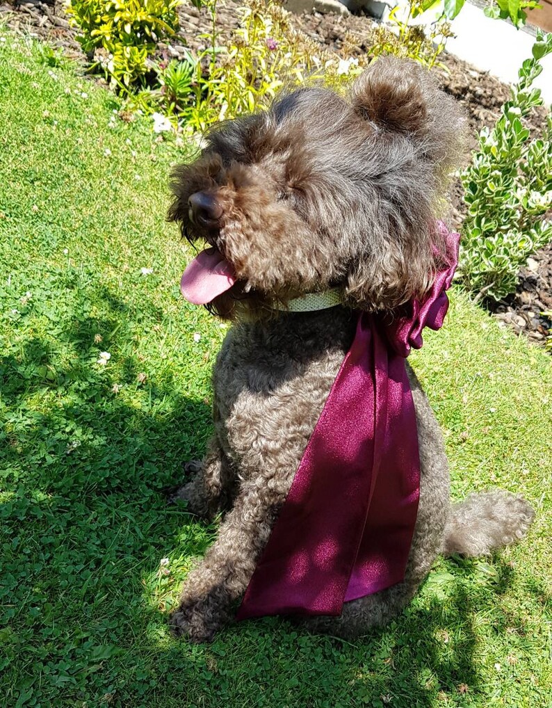 Dog bridal clothes. Dog bridal rosette & tails. Dog wedding Etsy