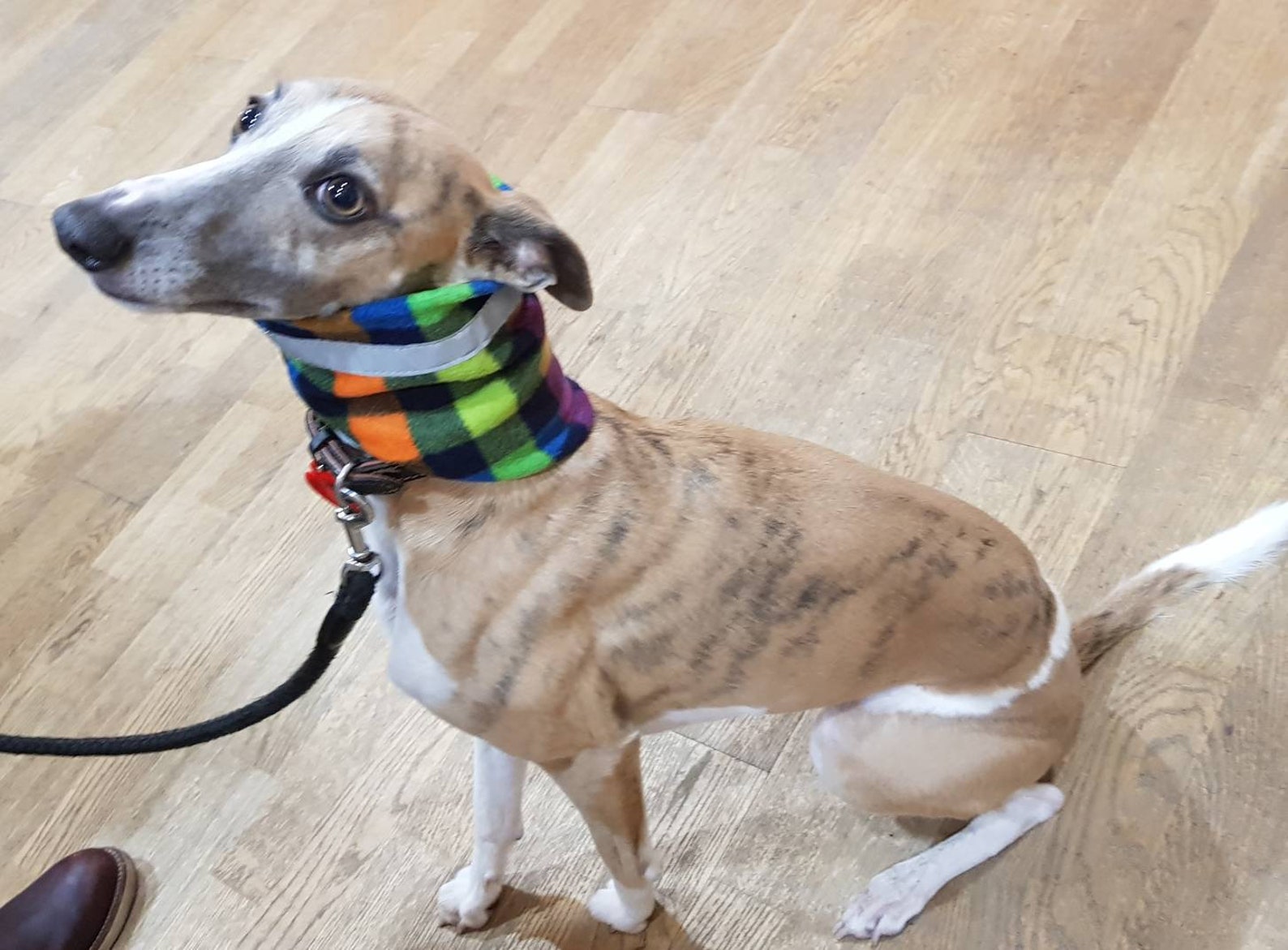 Dog Neck Warmer. Dog Highvisibility Neck Wamer. Dog Fleece Etsy