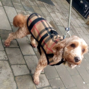May include: A brown and white dog wearing a brown and black plaid coat with a black strap. The dog is standing on a brick path.