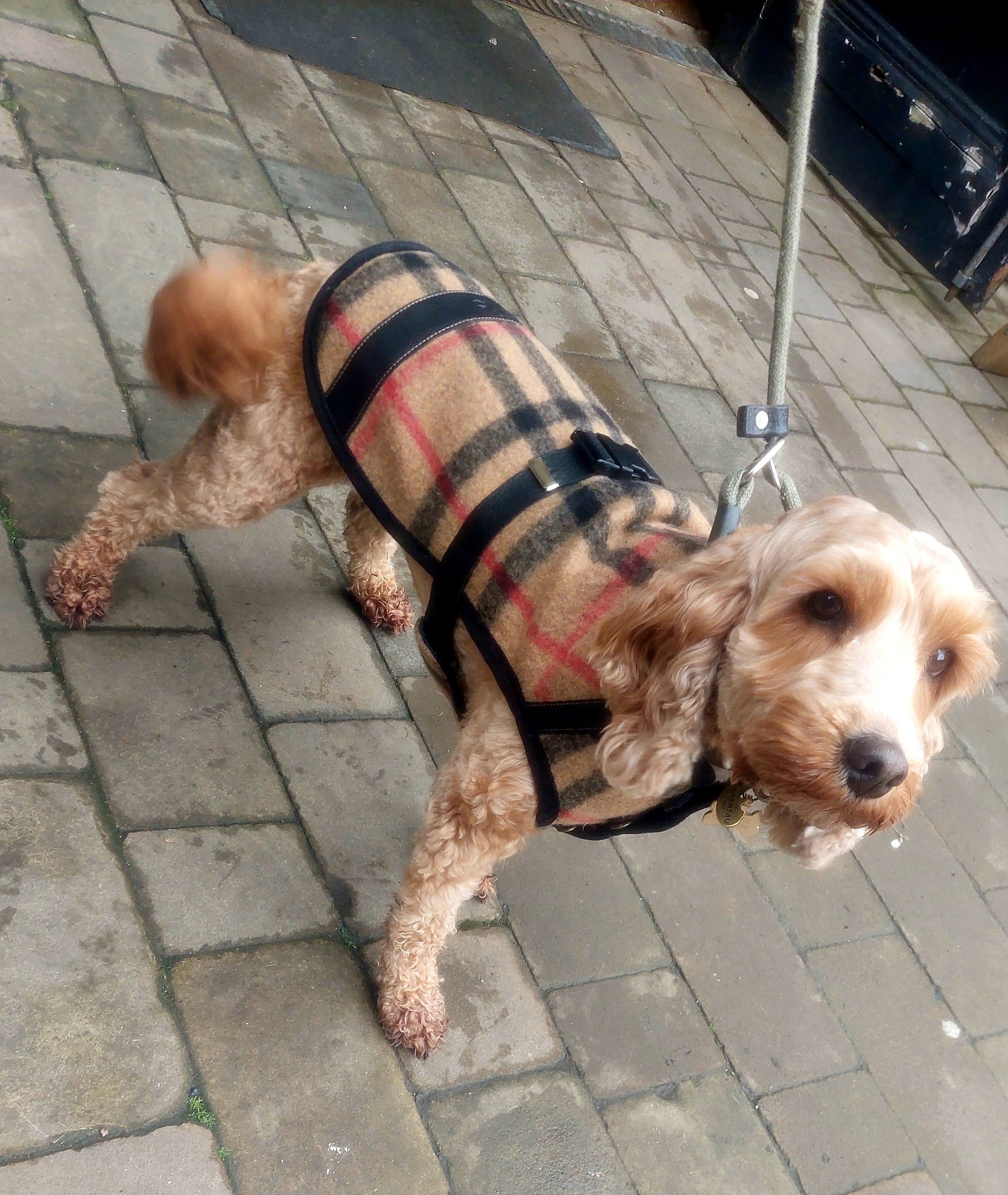 Burberry dog coat - Etsy 日本