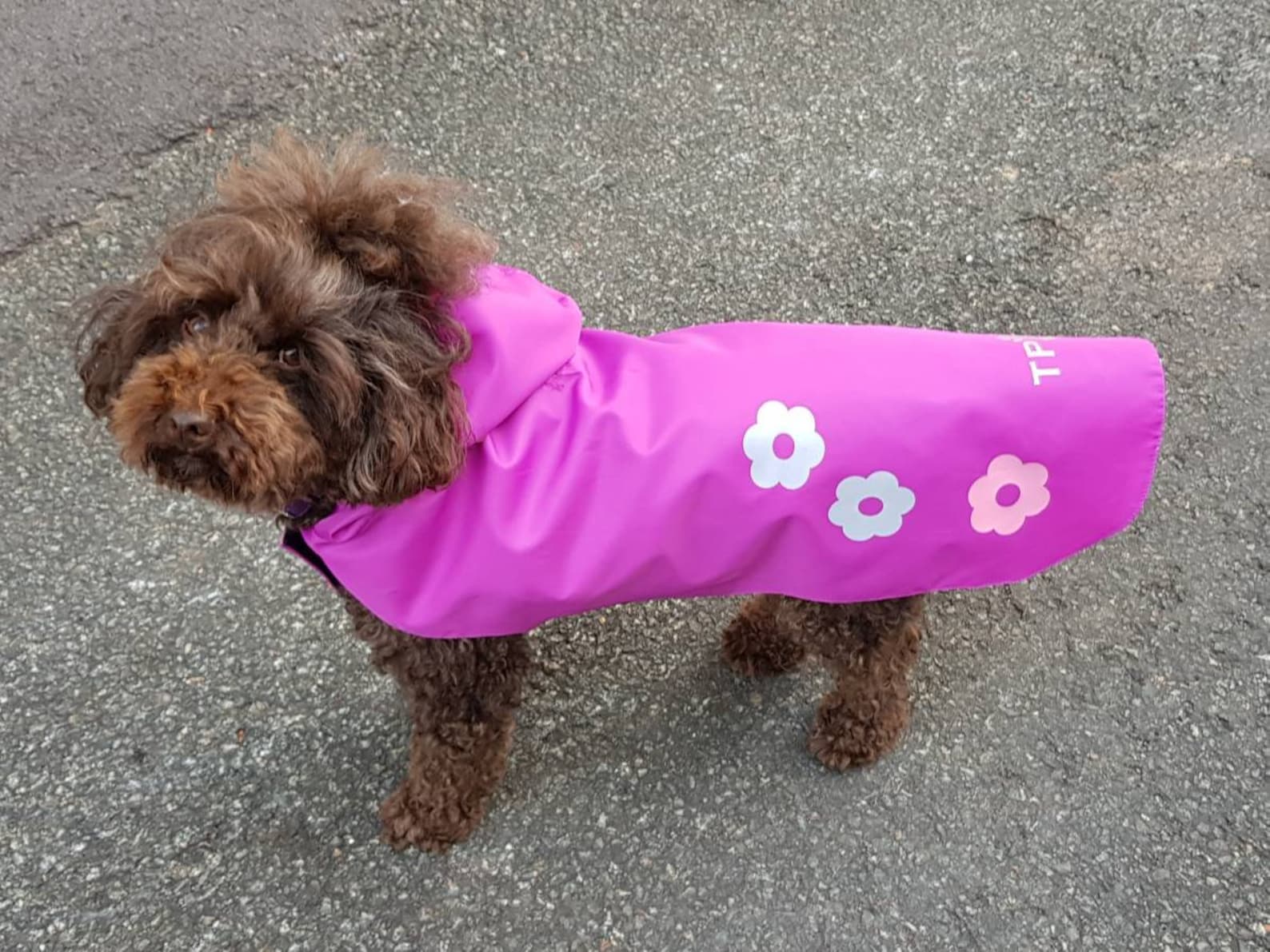 Dog Raincoat. Dog Waterproof Coat. Dog Walking Mac. Raincoat Etsy