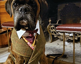Dog harness, for male dog, as tweed jacket style ; with silk waistcoat a collar and an ascot neck tie, for weddings and special occasions.