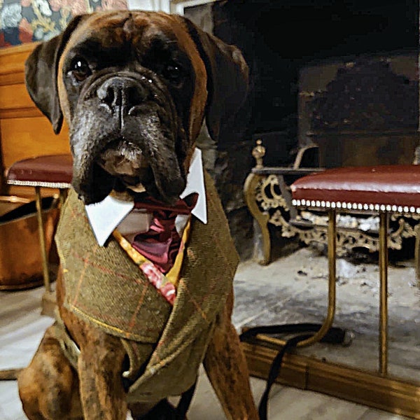 Dog harness for male dog, as tweed jacket style ; with silk waistcoat a collar and an ascot neck tie, for weddings and special occasions.