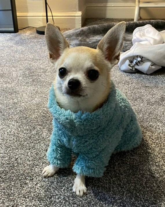 SHADES of THE SEA. Dog Teddy Bear 