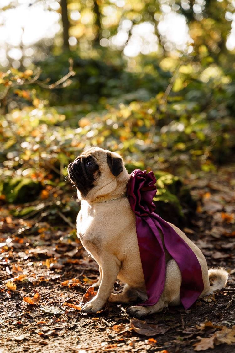 pug bridesmaid dress Dogs Bridal Rosette & Tails, With Elastic Collar Feed Loop. Wonderful for Weddings and Special Occasions. Female Dogs Ring Bearer Outfit French bulldog