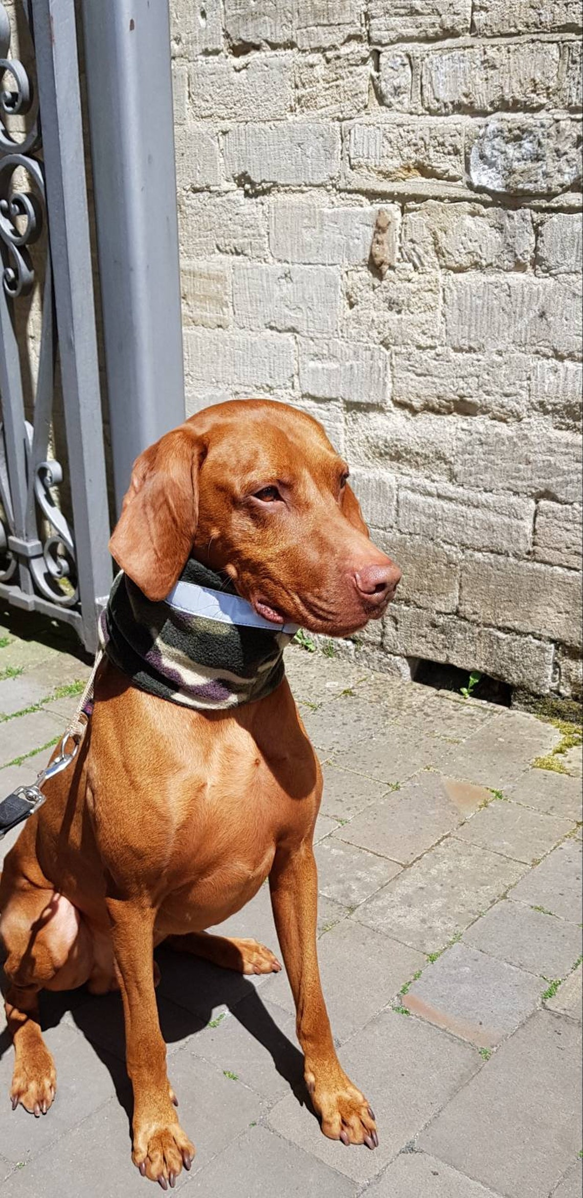 Dog Neck Warmer. Dog Highvisibility Neck Wamer. Dog Fleece Etsy