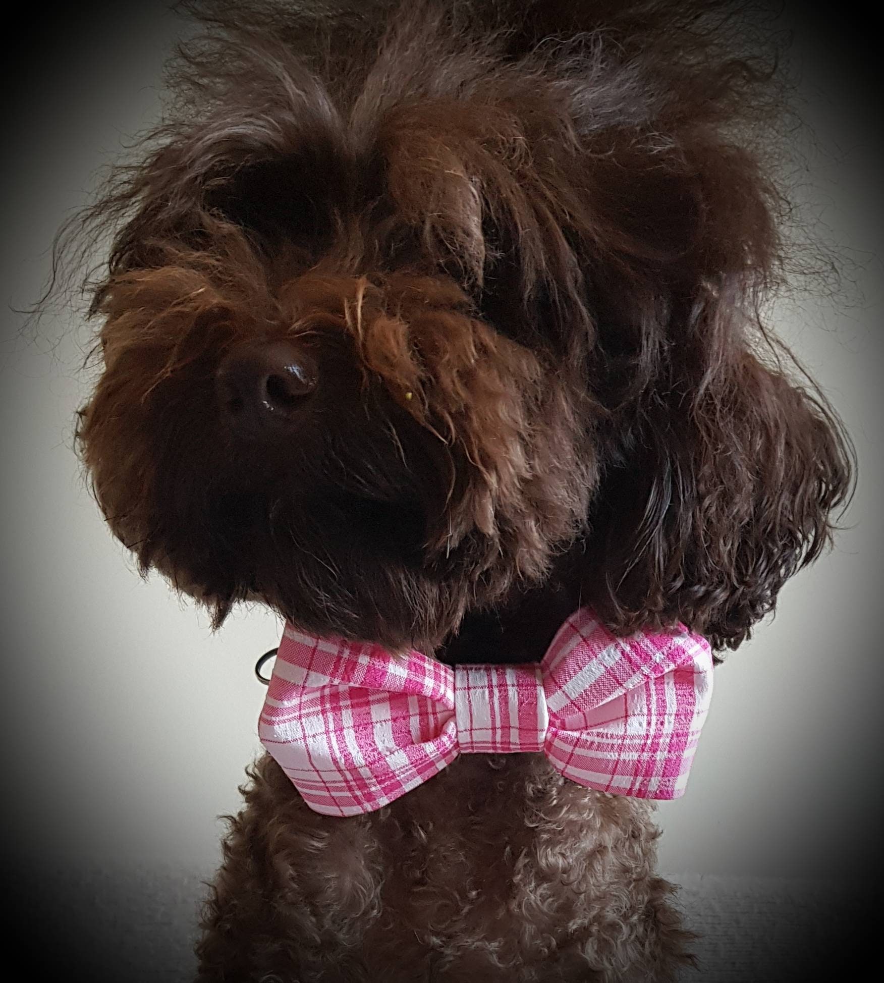 dog dickie bow