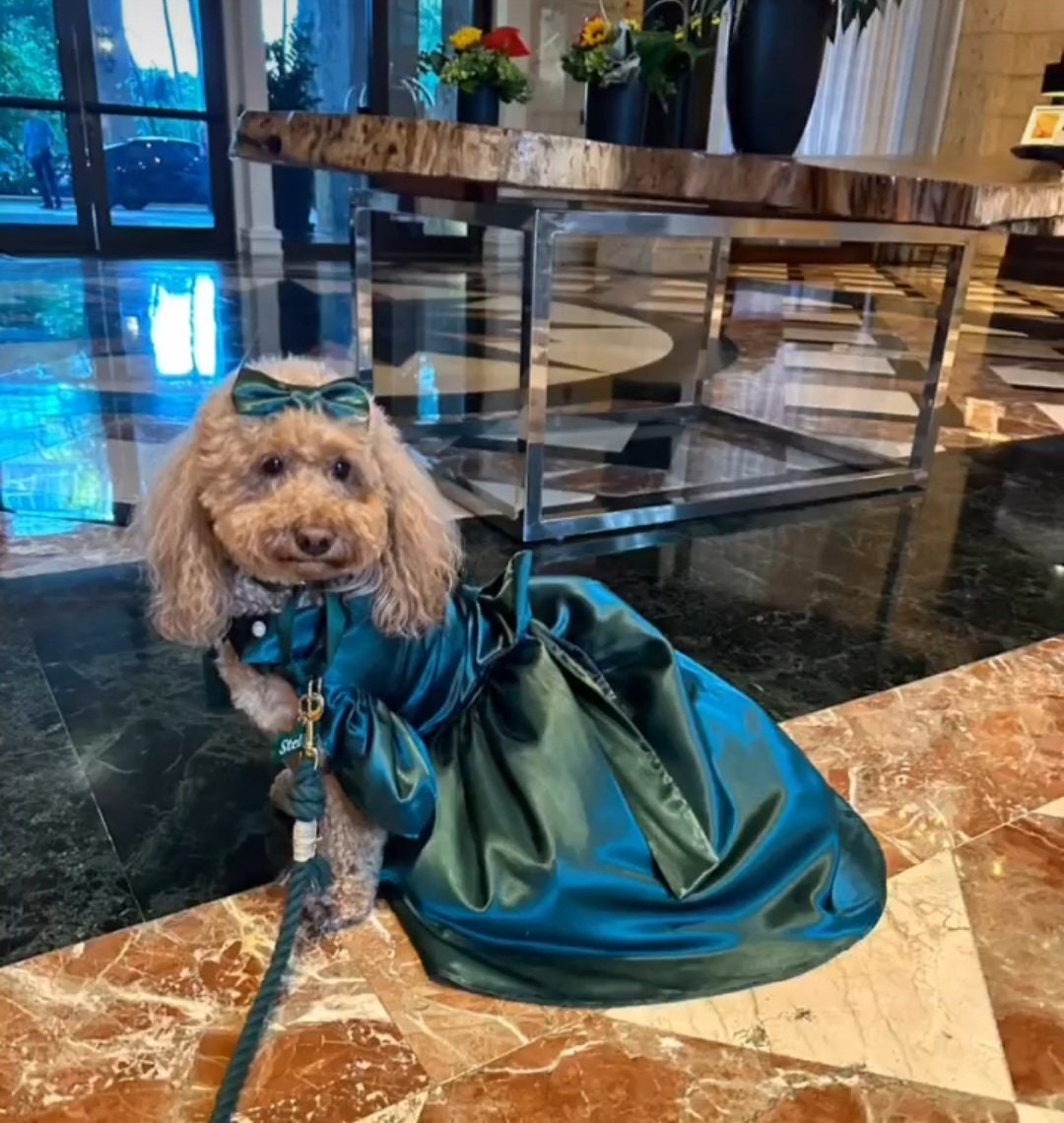 Dog pageant dresses hotsell