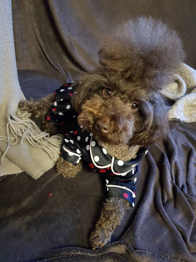 Dog and owner matching onesies hotsell