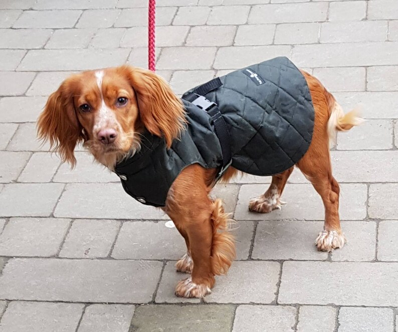 Dog waxed jacket. Dog padded coat. Dog waterproof jackets. Dog Etsy