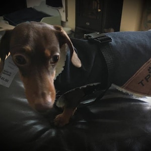 May include: A brown and black dachshund wearing a black and brown dog coat with the text "TPC" and paw prints on the back. The coat has a fleece lining.