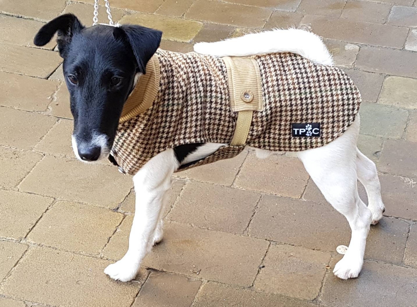 Dog Padded Coat. Dog Waterproof Coat. Dog Walking Jacket. Etsy