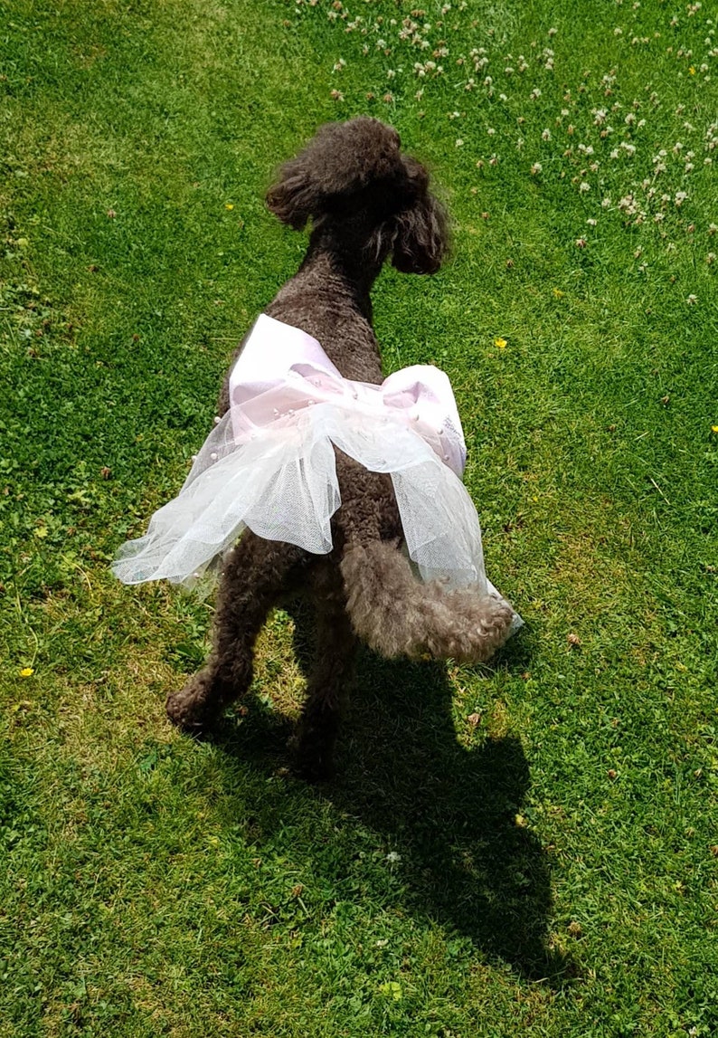 Dog dress. Dog wedding tutu. Dog ring bearers outfit. Dog Etsy