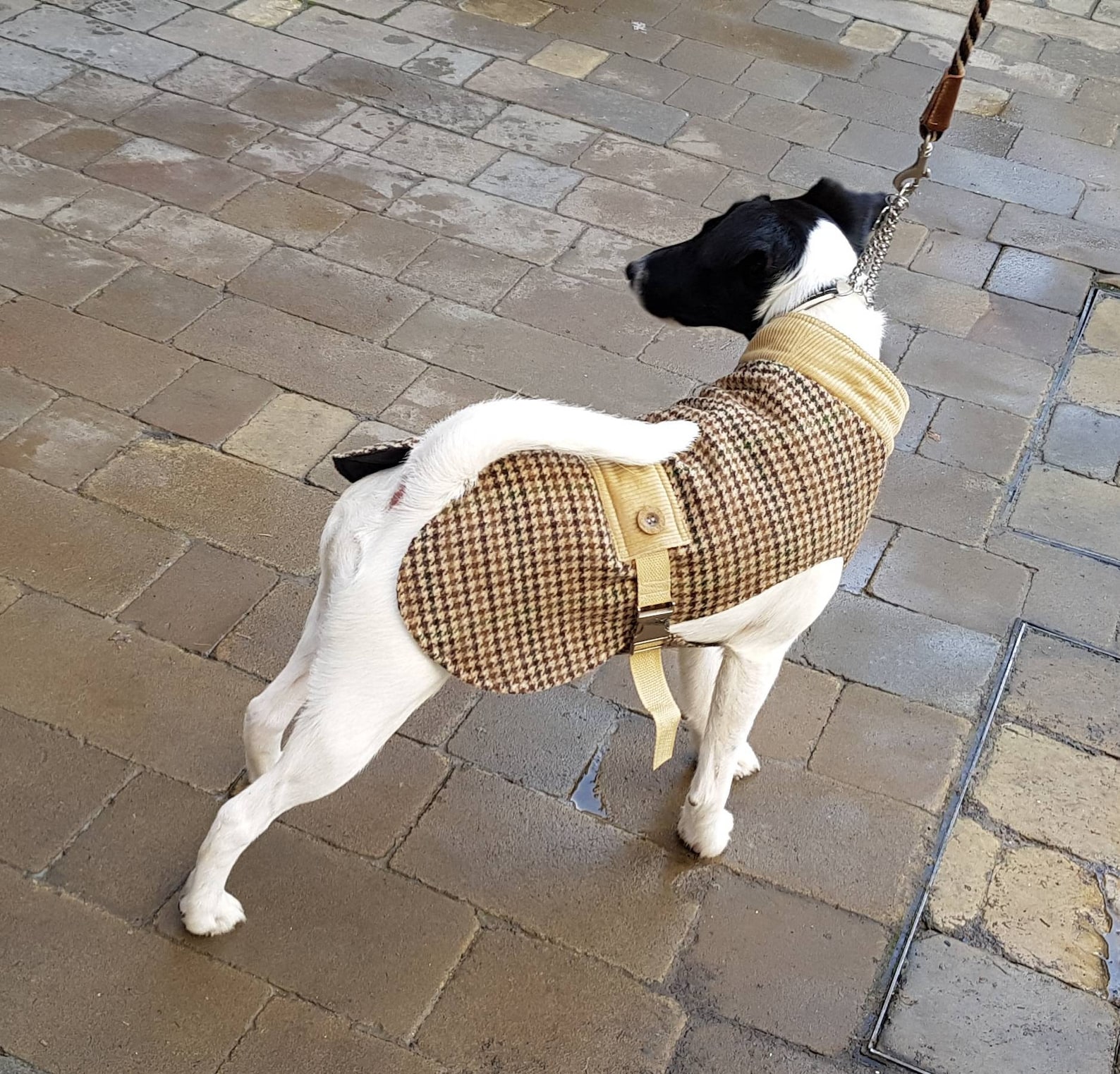 Dog Padded Coat. Dog Waterproof Coat. Dog Walking Jacket. Etsy