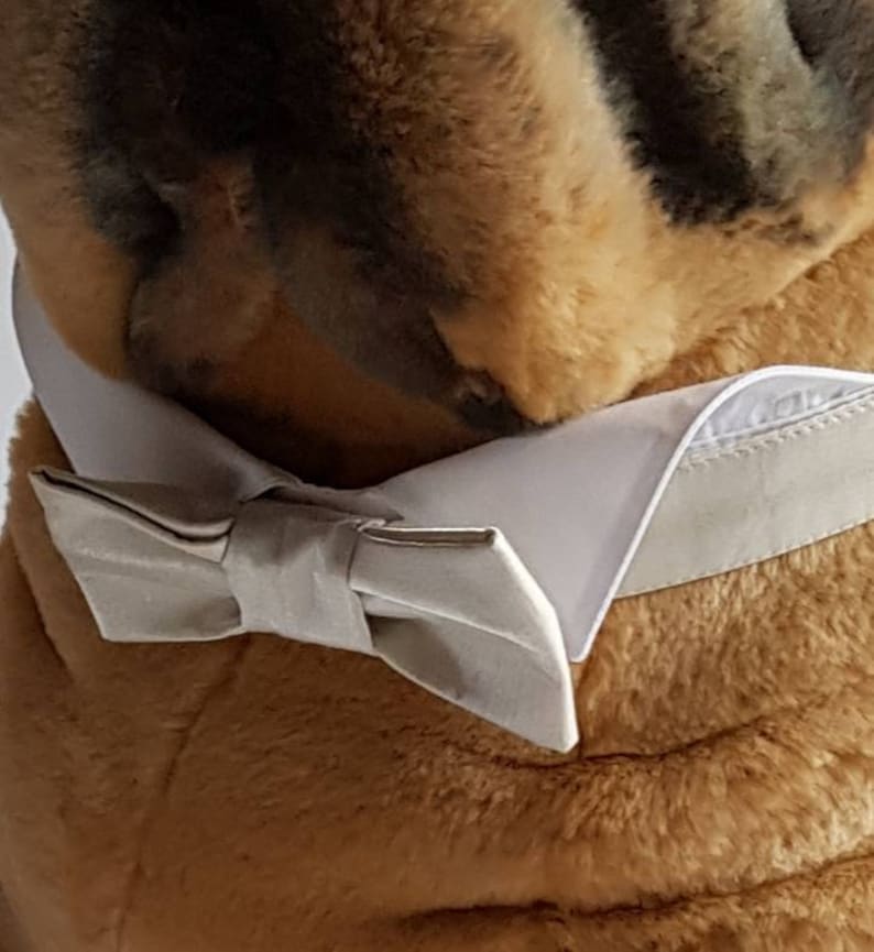 Dog dickie bow collar and cuffs set. Dog wedding or special Etsy