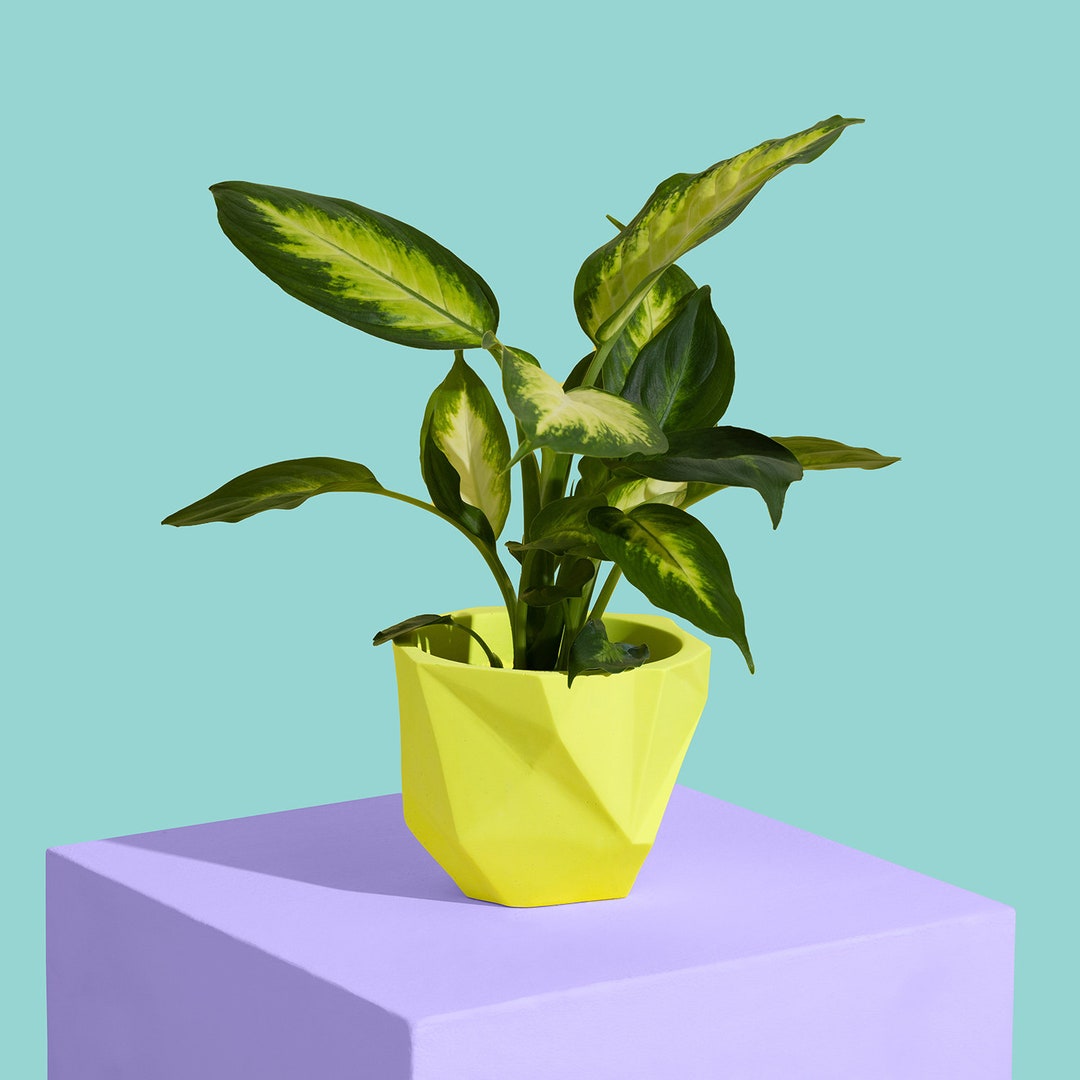 Indoor Plant Pot Yellow Jesmonite Planter Etsy
