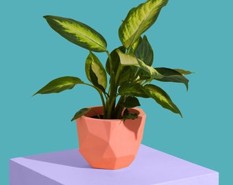 Indoor Plant Pot | Orange Jesmonite Planter