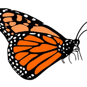 Peut inclure: Illustration détaillée d'un papillon monarque, présentant son motif orange, noir et blanc distinctif. Les ailes du papillon sont déployées, révélant des détails complexes. L'image est sur fond blanc.