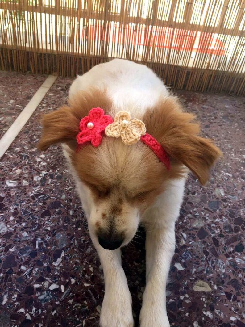 dog flower necklace