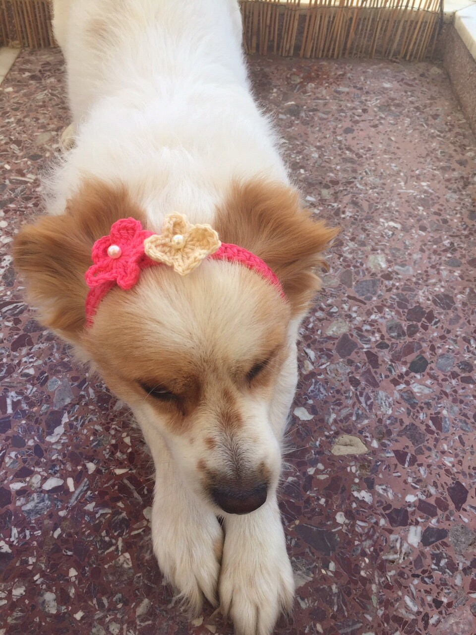 dog flower necklace