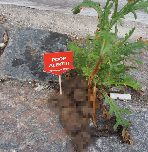 passive aggressive dog