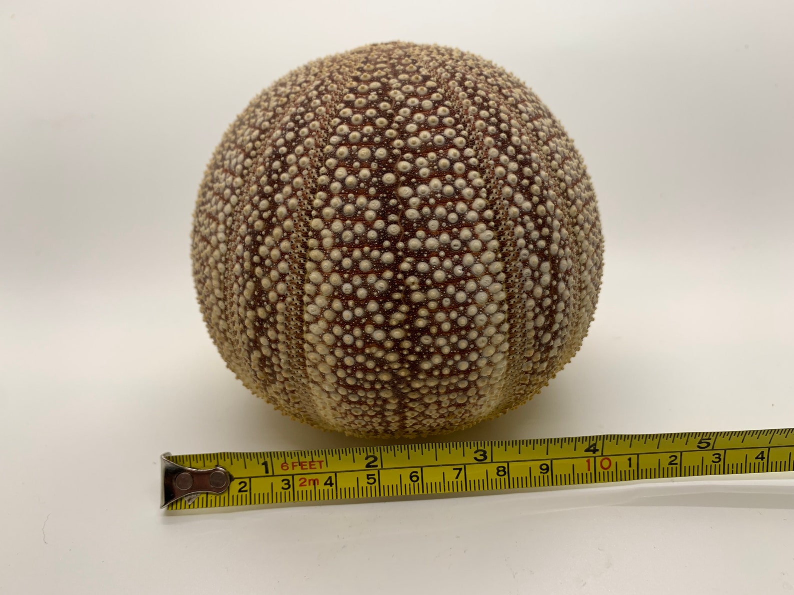 Large Sea Urchin Specimen Sea Urchin Seashell Etsy