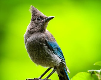 Steller's Jay Profile | color photograph, fine art, wall art print, wall decor, wildlife photography, nature photos, cute songbird photo,
