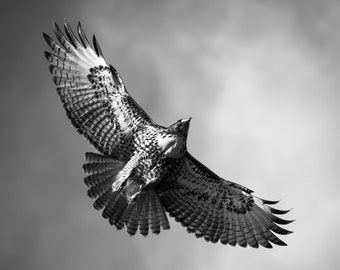 Red-Tailed Hawk -- black and white photograph, fine art, wall art print, wall decor, animal photo, wildlife photography, gift for him