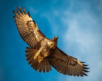 Red-Tailed Hawk -- color photograph, fine art, wall art print, wall decor, animal photo, wildlife photography, bird nature photography