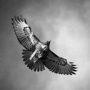 Red-Tailed Hawk | black and white photograph, fine art, wall art print, wall decor, animal photo, wildlife photography, gift for him
