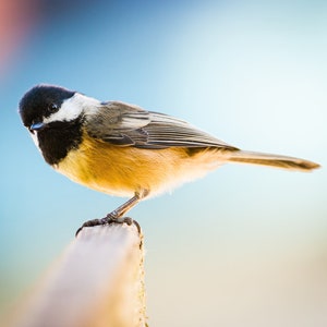 Black-Capped Chickadee | color photograph, fine art, wall art print, wall decor, wildlife photo, nature photos, cute bird photo, songbird