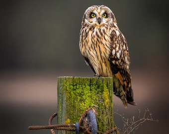 May include: A short-eared owl with yellow eyes perched on a wooden post covered in green moss. The post is secured with rusty wire and a blue metal ring.