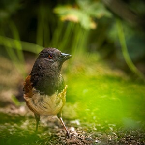 Spotted Towhee | color photograph, fine art, wall art print, songbird, wildlife photography, bird nature photo, songbird photo, bird art